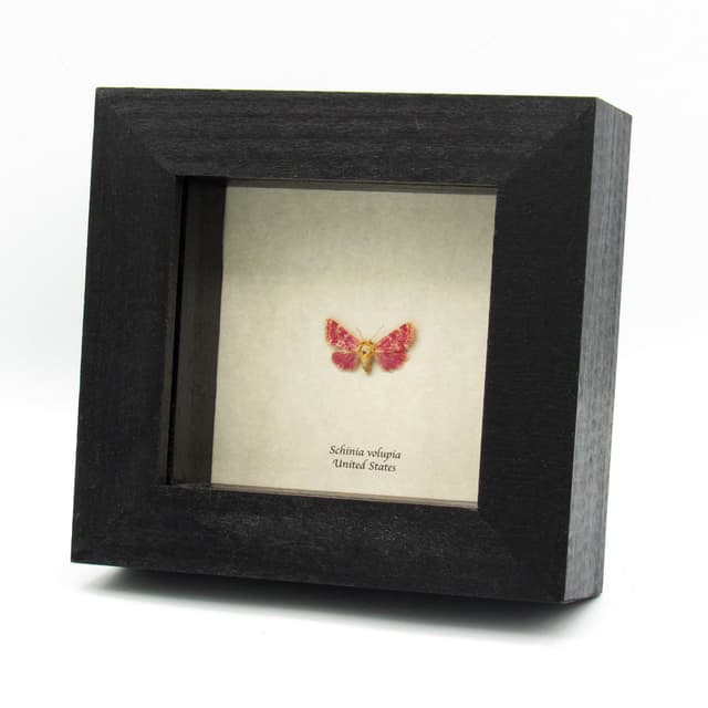 Real tiny magenta Painted Schinia moth - Schinia volupia