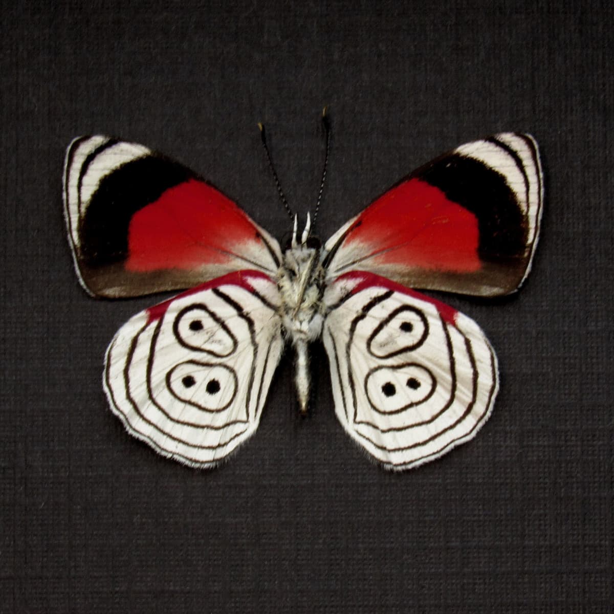 Real Cramer's 88 Butterfly framed taxidermy - Diaethria clymena