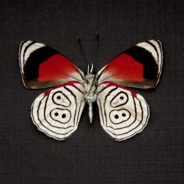 Real Cramer's 88 Butterfly framed taxidermy - Diaethria clymena