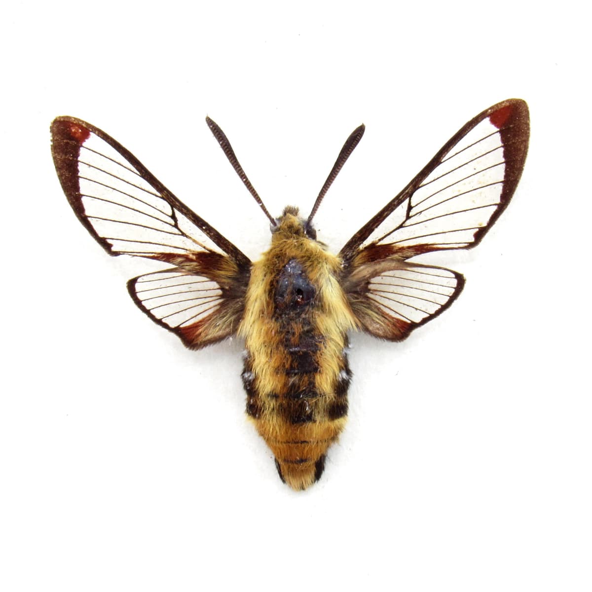 Real furry Snowberry Clearwing moth framed taxidermy - Hemaris diffinis - female