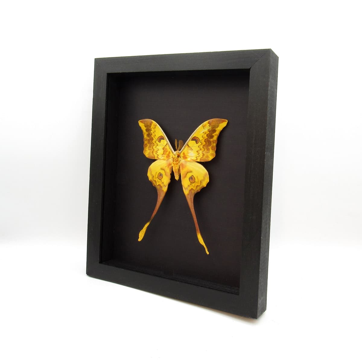 Rare Giant Moon moth framed taxidermy - Actias groenendaeli acutapex - minor damage