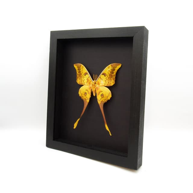 Rare Giant Moon moth framed taxidermy - Actias groenendaeli acutapex - minor damage