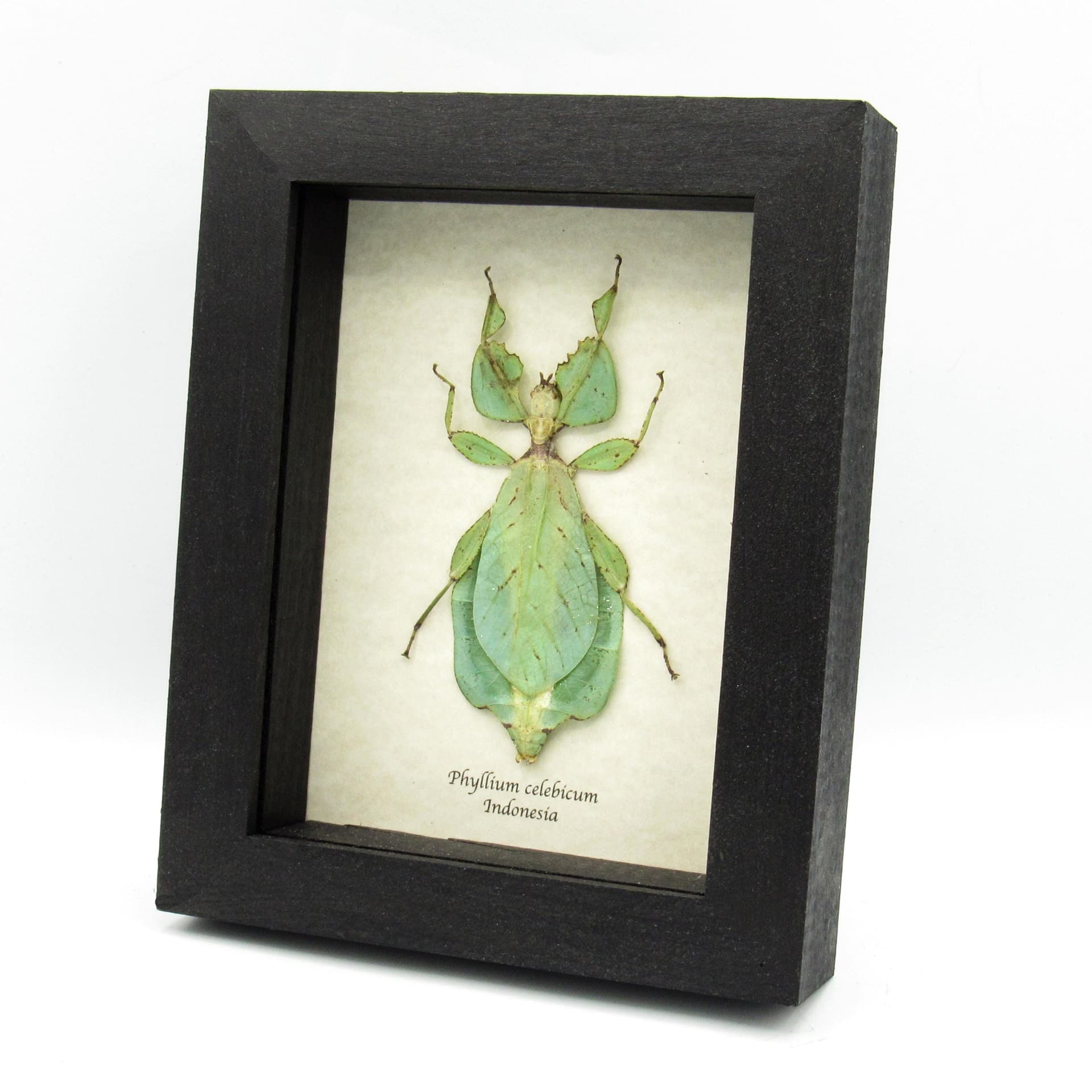 Real Walking Leaf insect framed taxidermy - Phyllium celebicum - female