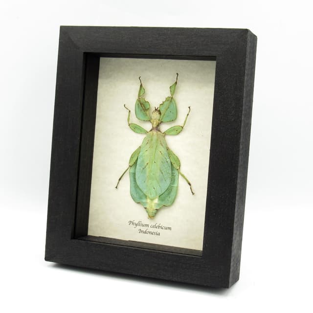 Real Walking Leaf insect framed taxidermy - Phyllium celebicum - female