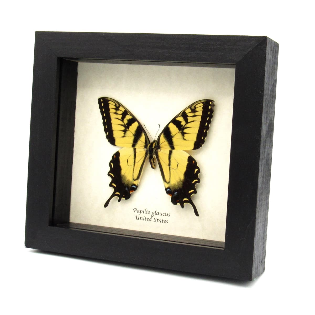 Real large Tiger Swallowtail butterfly framed taxidermy - large female