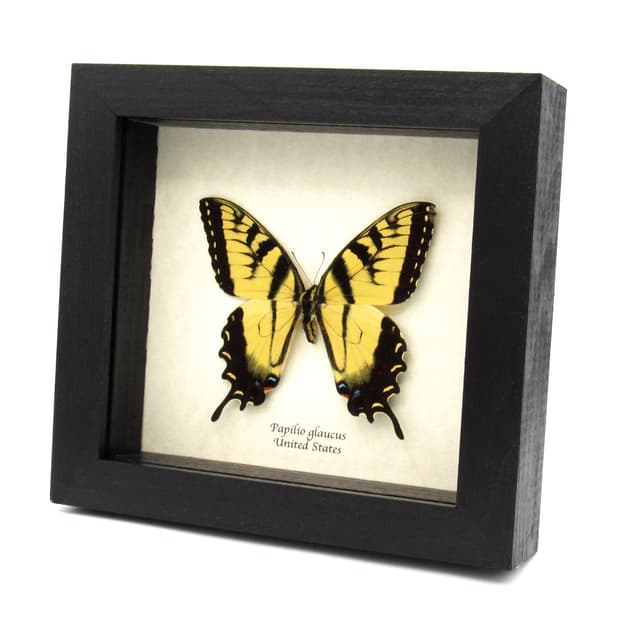 Real large Tiger Swallowtail butterfly framed taxidermy - large female