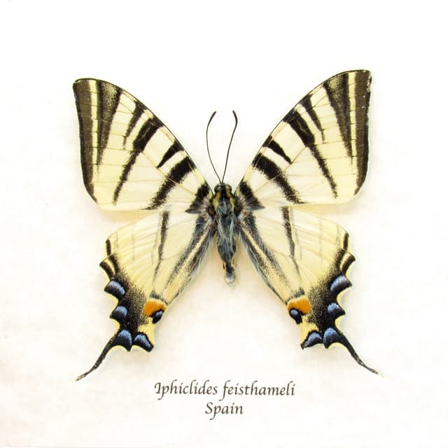 Real Southern Scarce Swallowtail butterfly framed taxidermy - Iphiclides feisthameli - female
