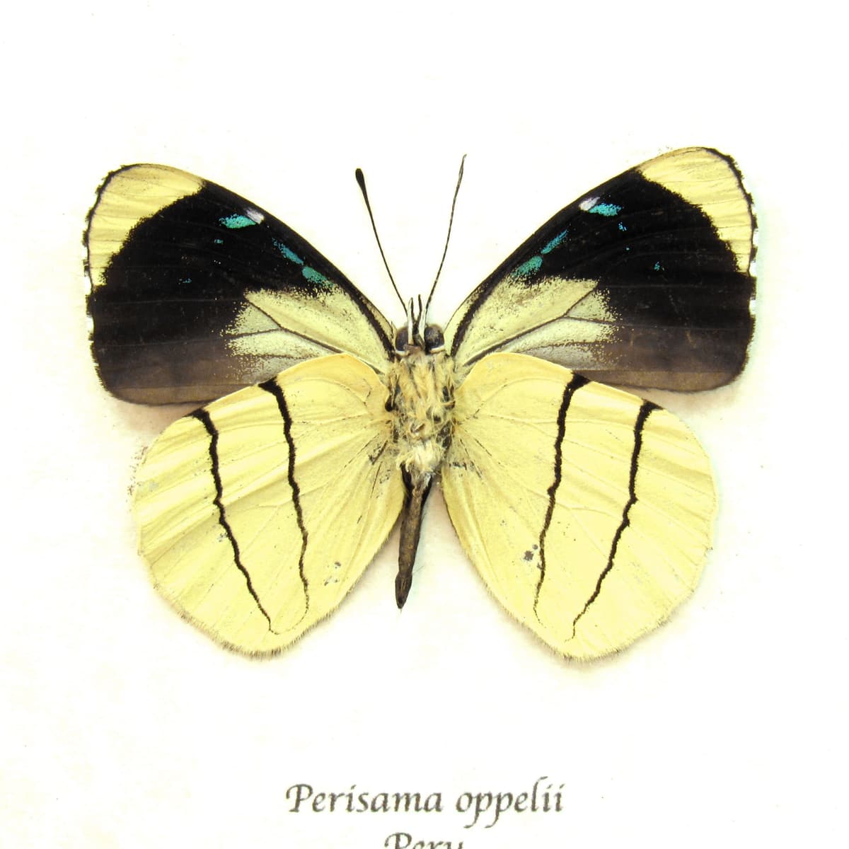 Real framed yellow butterfly taxidermy - Perisama oppelii