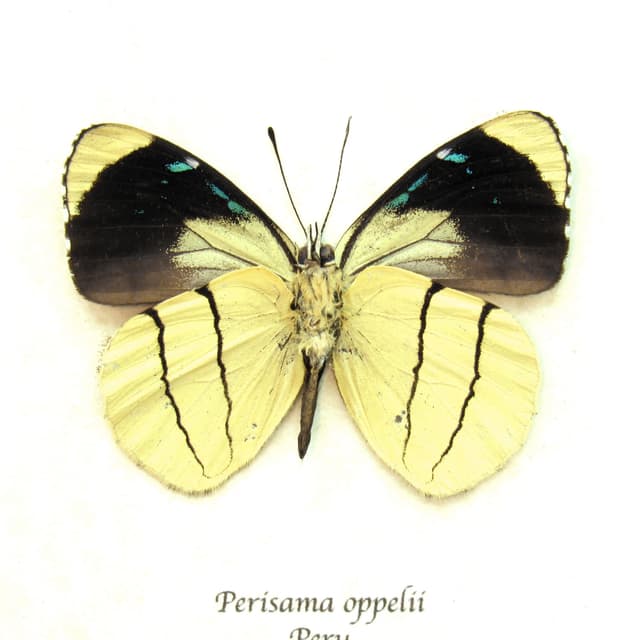 Real framed yellow butterfly taxidermy - Perisama oppelii