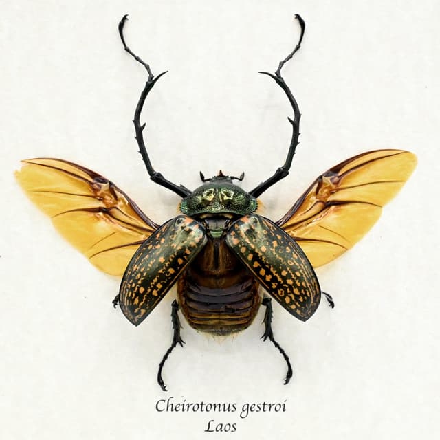 Real Long-armed Scarab beetle framed - Cheirotonus gestroi
