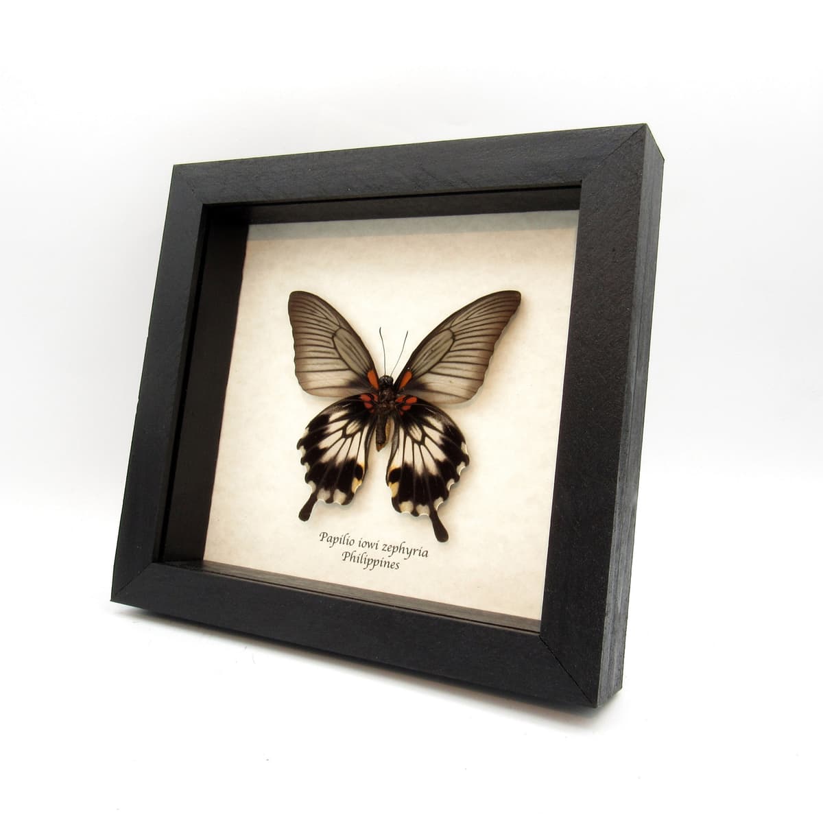 Real Great Yellow Mormon Swallowtail butterfly framed taxidermy - Papilio iowi zephyria - female