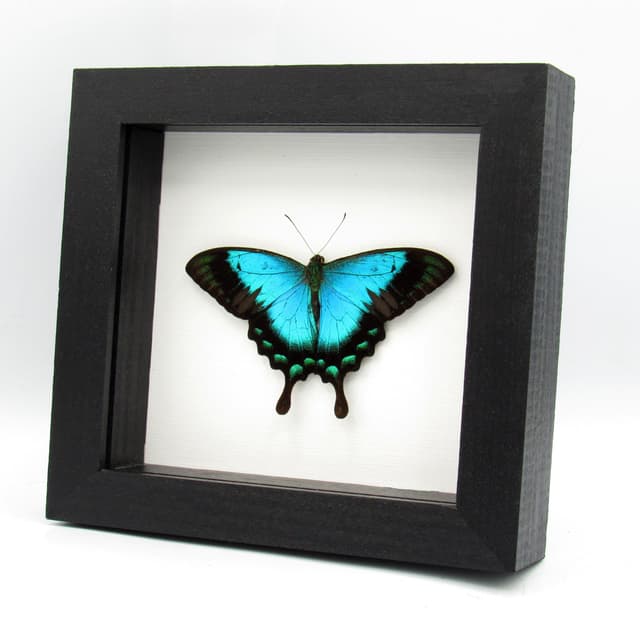 Real framed Peacock Swallowtail butterfly taxidermy - Papilio lorquinianus - Victorian mount