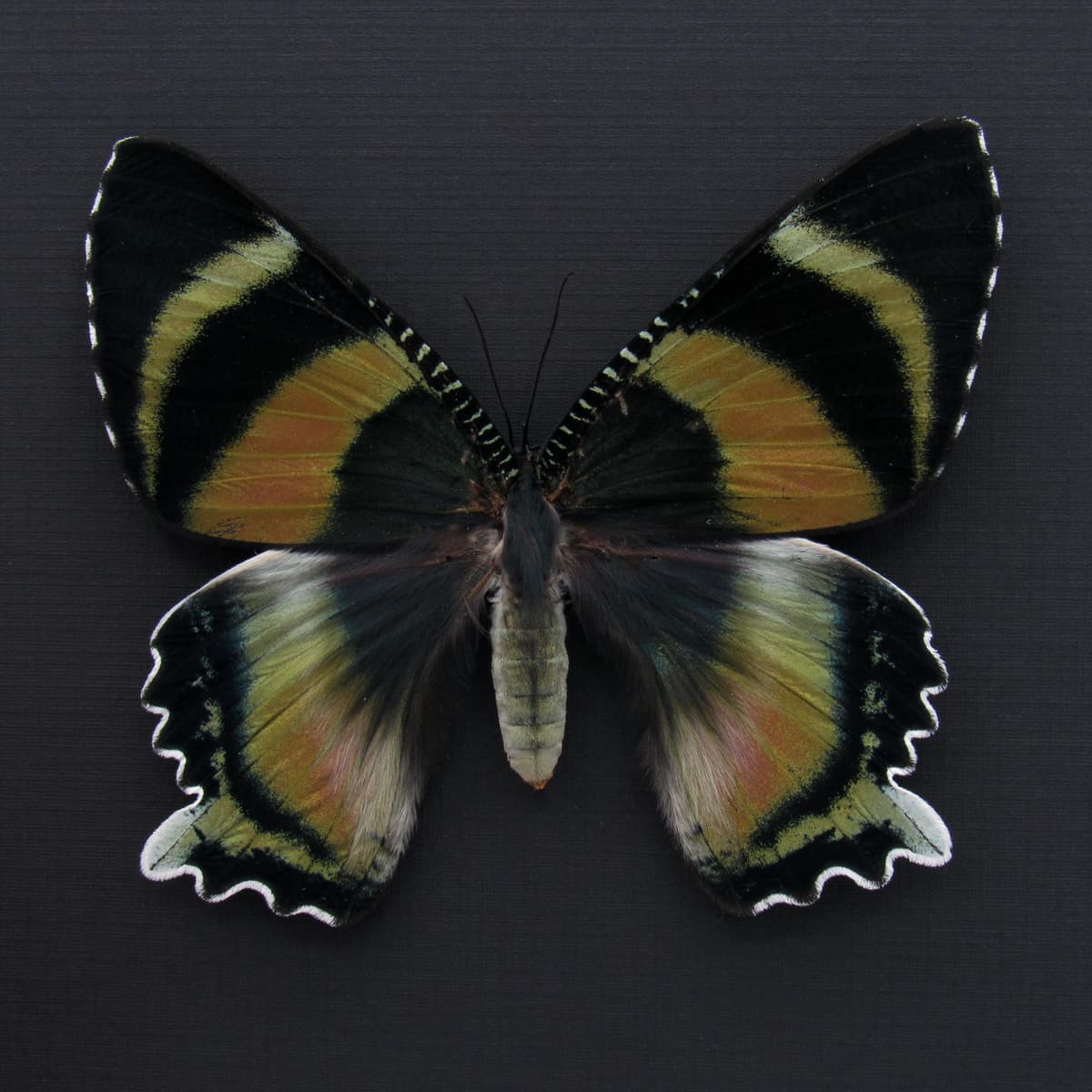 Rare framed Zodiac moth taxidermy - Alcides zodiaca - XL pink form female
