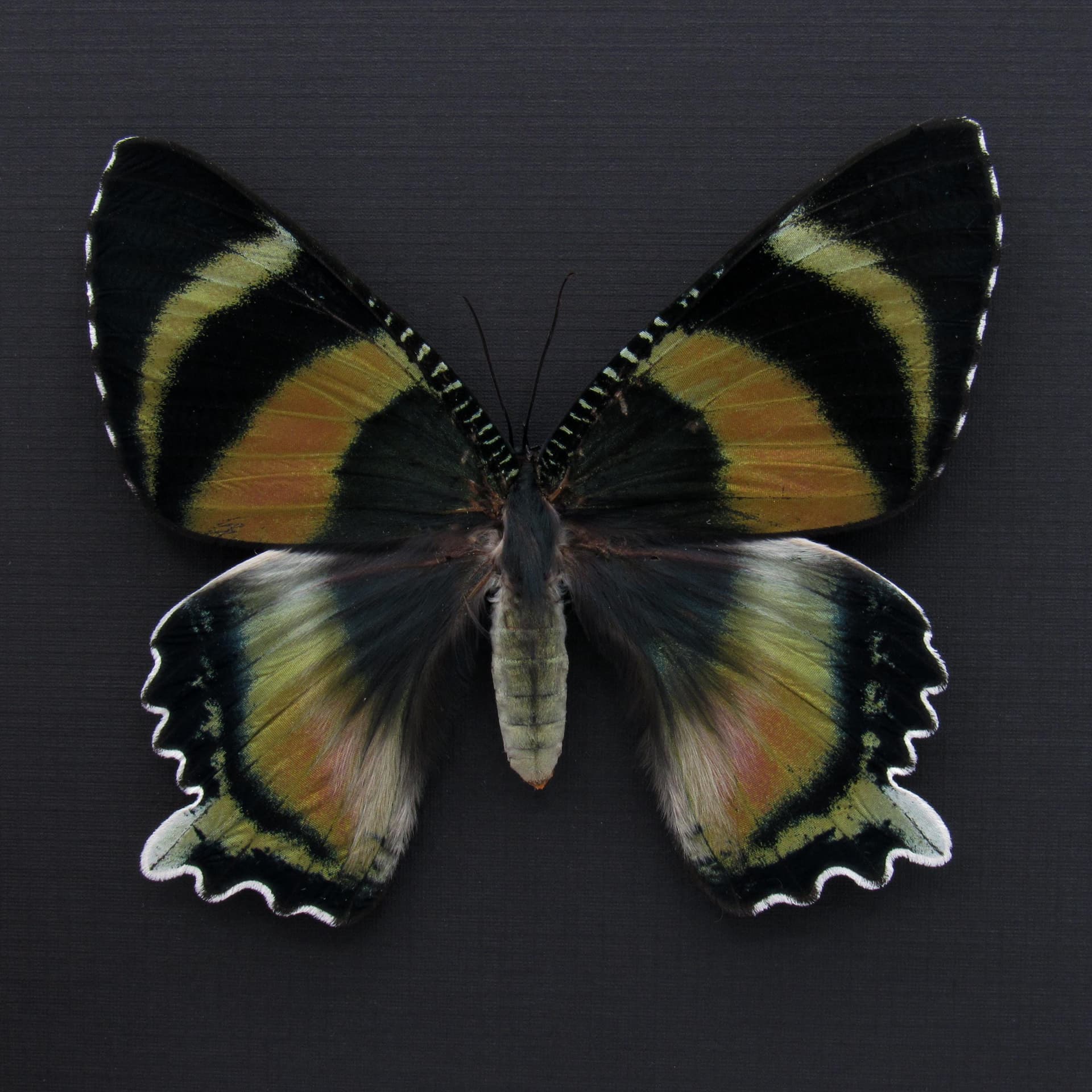 Rare framed Zodiac moth taxidermy - Alcides zodiaca - XL pink form female