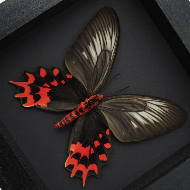 Real Vampire butterfly framed taxidermy - Atrophaneura semperi albofasciata - female