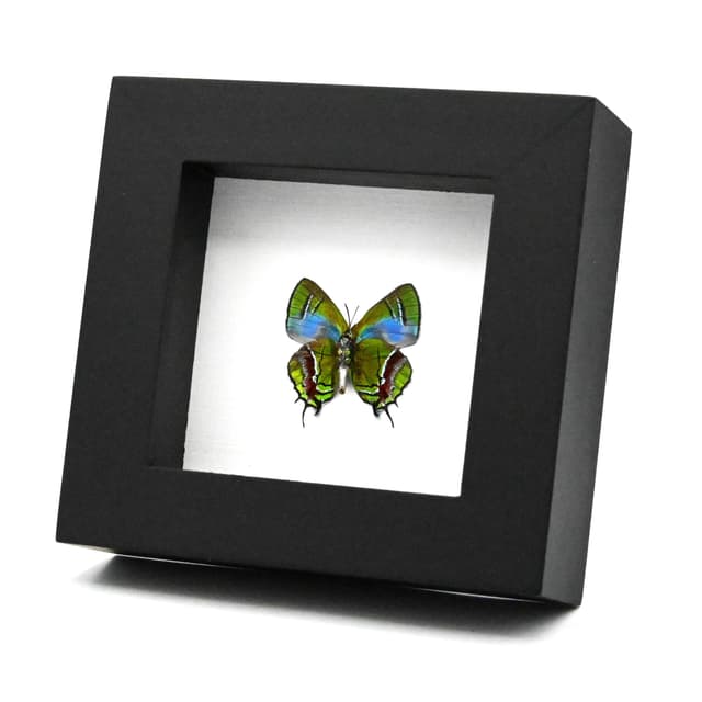 Rare metallic green butterfly framed taxidermy - Lamasina ganimedes