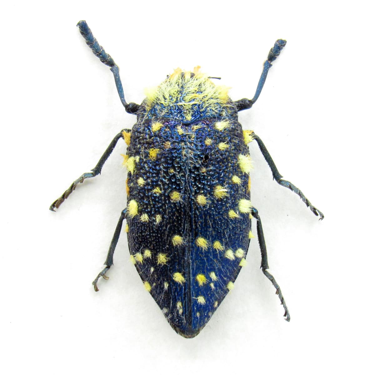 Real hairy blue Jewel beetle framed taxidermy - Julodis viridipes - minor damage/missing antenna