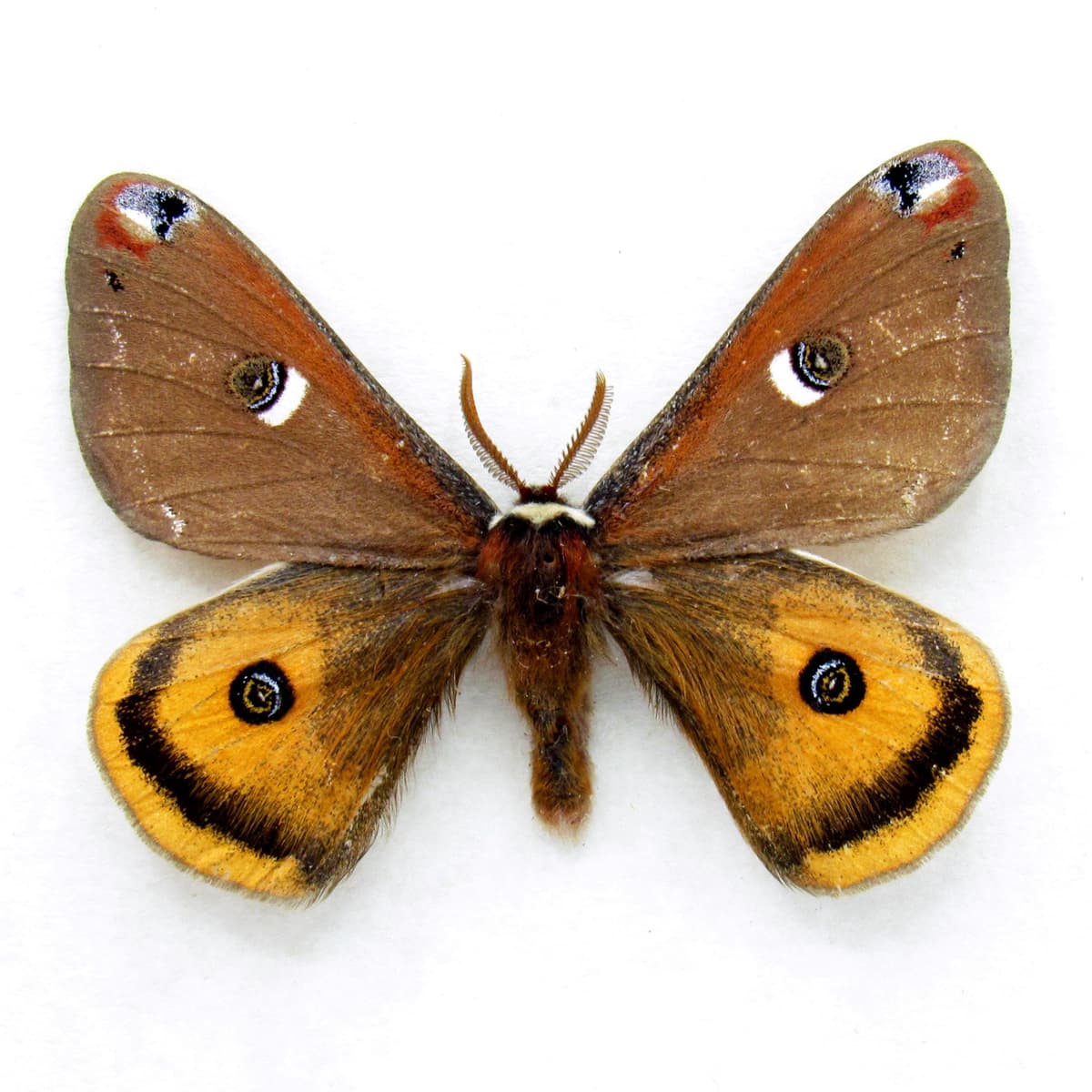 Real Mendocino Saturnia moth framed taxidermy - Saturnia mendocino