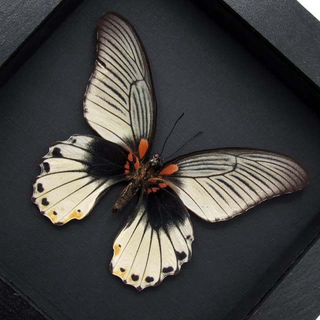 Real Great Mormon butterfly framed - Papilio memnon agenor - white form - female - minor damage/repair