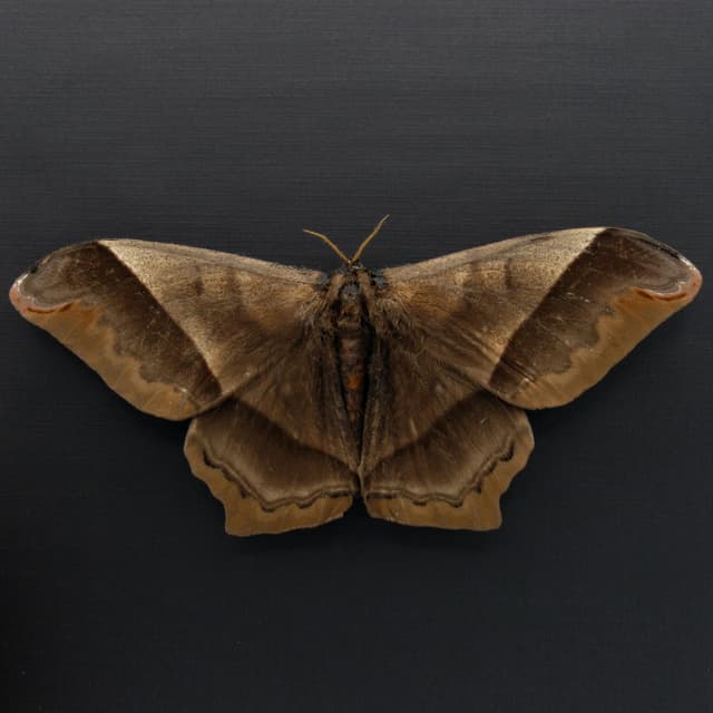 MASSIVE real Saturn moth framed taxidermy - Arsenura rebeli - Victorian mount