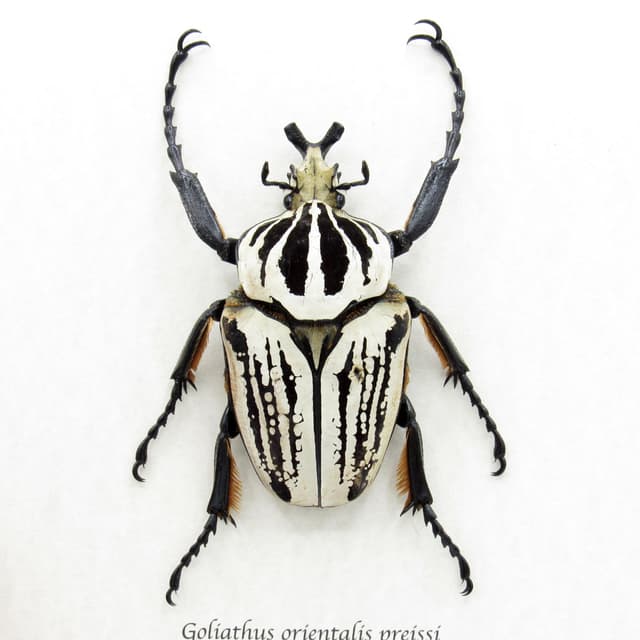 Real XL Flower beetle framed taxidermy - Goliathus orientalis preissi (usambarensis)