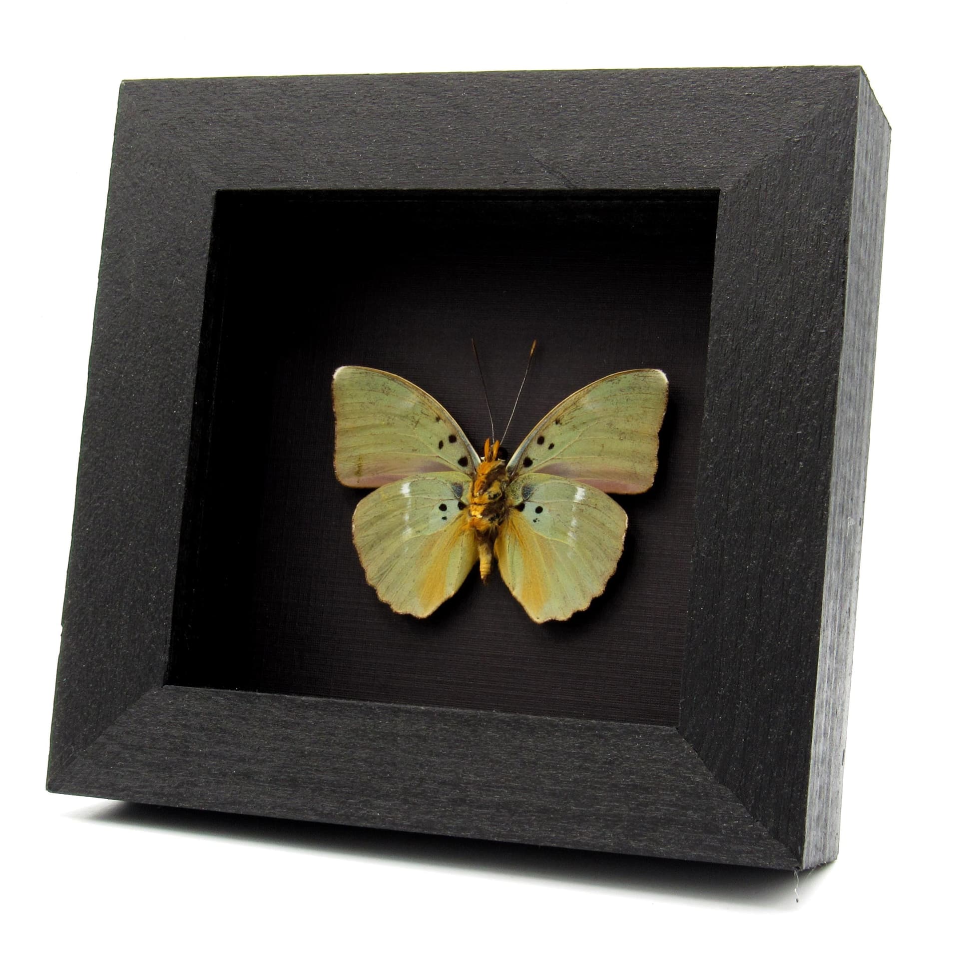 Real green Forester butterfly framed taxidermy - Euphaedra medon