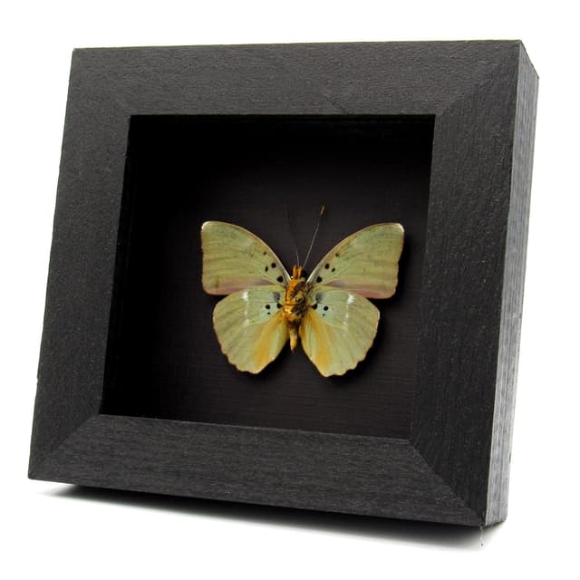 Real green Forester butterfly framed taxidermy - Euphaedra medon