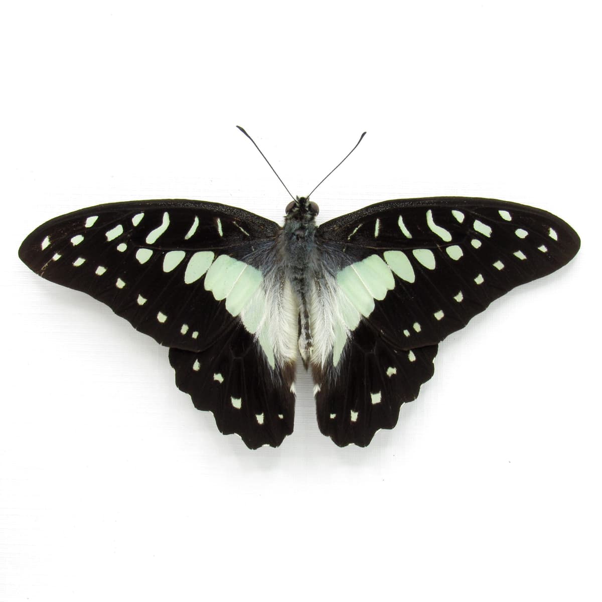 Real pale green Great Jay butterfly framed taxidermy - GGraphium eurypylus - Victorian mount