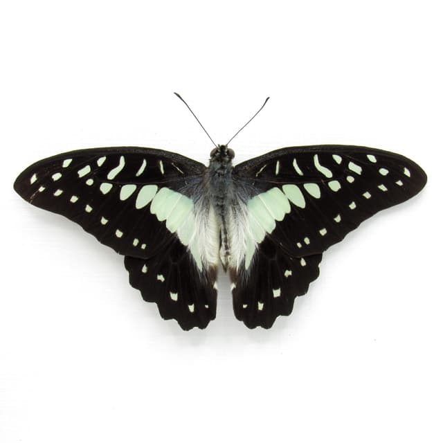 Real pale green Great Jay butterfly framed taxidermy - GGraphium eurypylus - Victorian mount