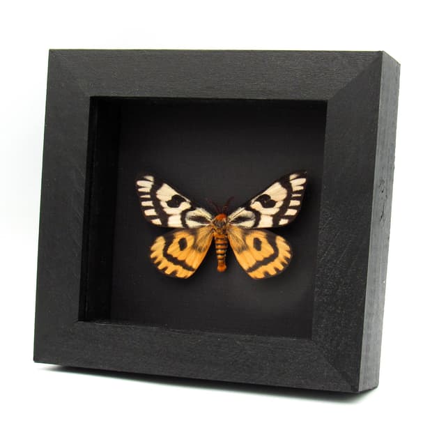 Real rare Sheep moth framed taxidermy - Hemileuca nuttalli - large - nice color form