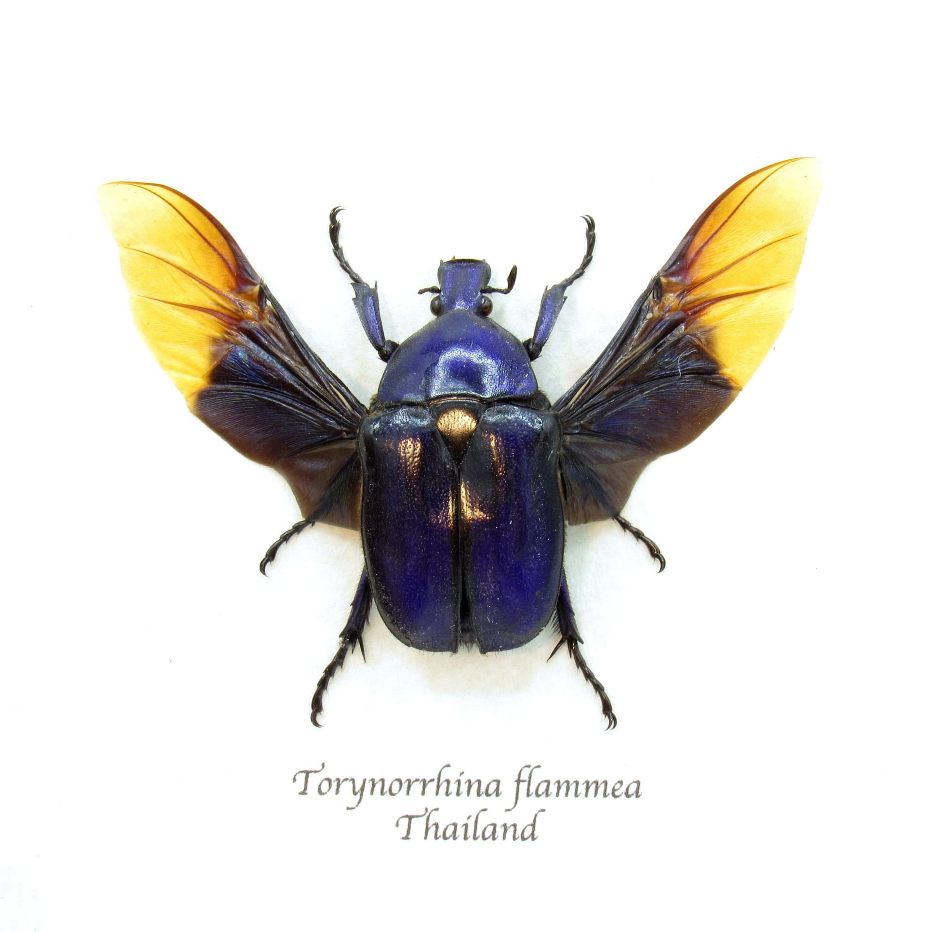 Real purple Scarab beetle framed taxidermy - Torynorrhina flammea