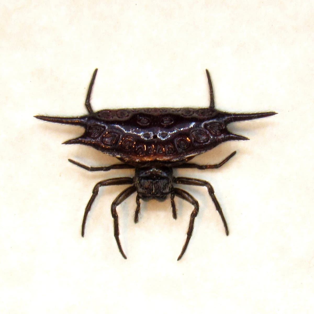 Real tiny Orb Weever Spider framed taxidermy - Gasteracantha diardi