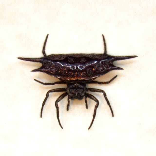 Real tiny Orb Weever Spider framed taxidermy - Gasteracantha diardi