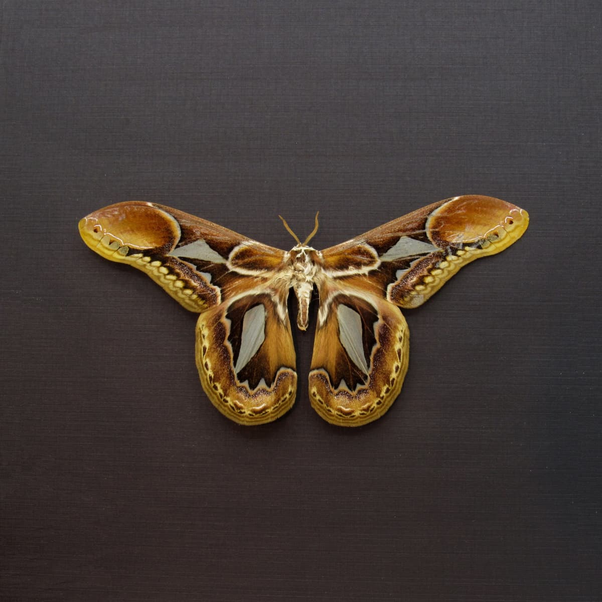 Rare Saturn moth framed taxidermy - Rothschildia hopfferi - Victorian mount