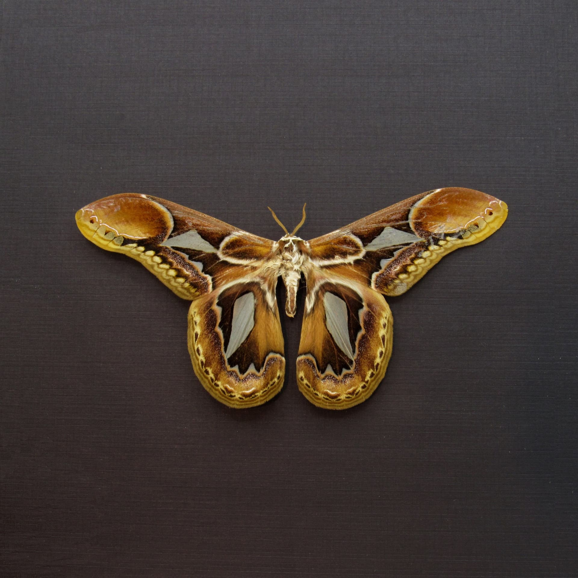 Rare Saturn moth framed taxidermy - Rothschildia hopfferi - Victorian mount