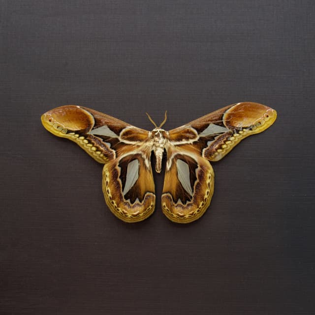 Rare Saturn moth framed taxidermy - Rothschildia hopfferi - Victorian mount