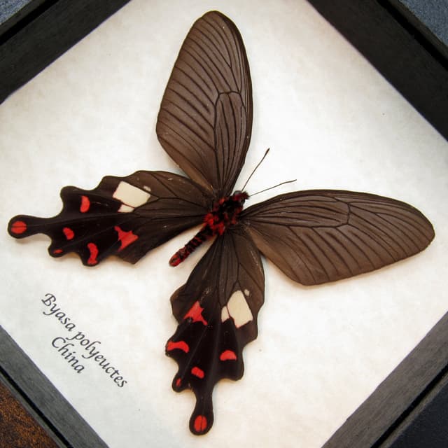 Real Common Windmill butterfly framed taxidermy - Byasa polyeuctes