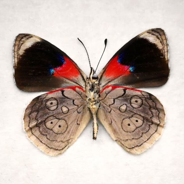 Real Ceryx 88 Butterfly framed taxidermy - Diaethria ceryx
