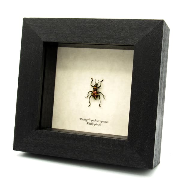 WEEVIL MANIA!  Rare red metallic beetle framed taxidermy - Pachyrhynchus species