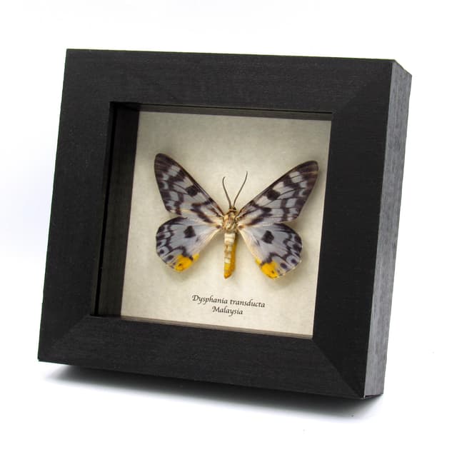 Rare Ice blue moth framed taxidermy - Dysphania transducta