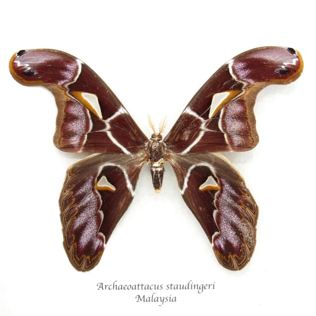 Very rare Giant Atlas moth framed taxidermy - Archaeoattacus staudingeri