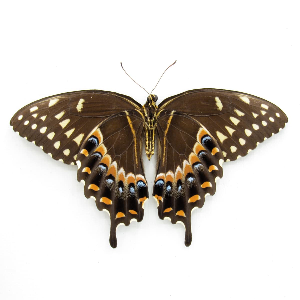 Real Laurel Swallowtail butterfly framed taxidermy - Papilio palamedes - large female - Victorian mount