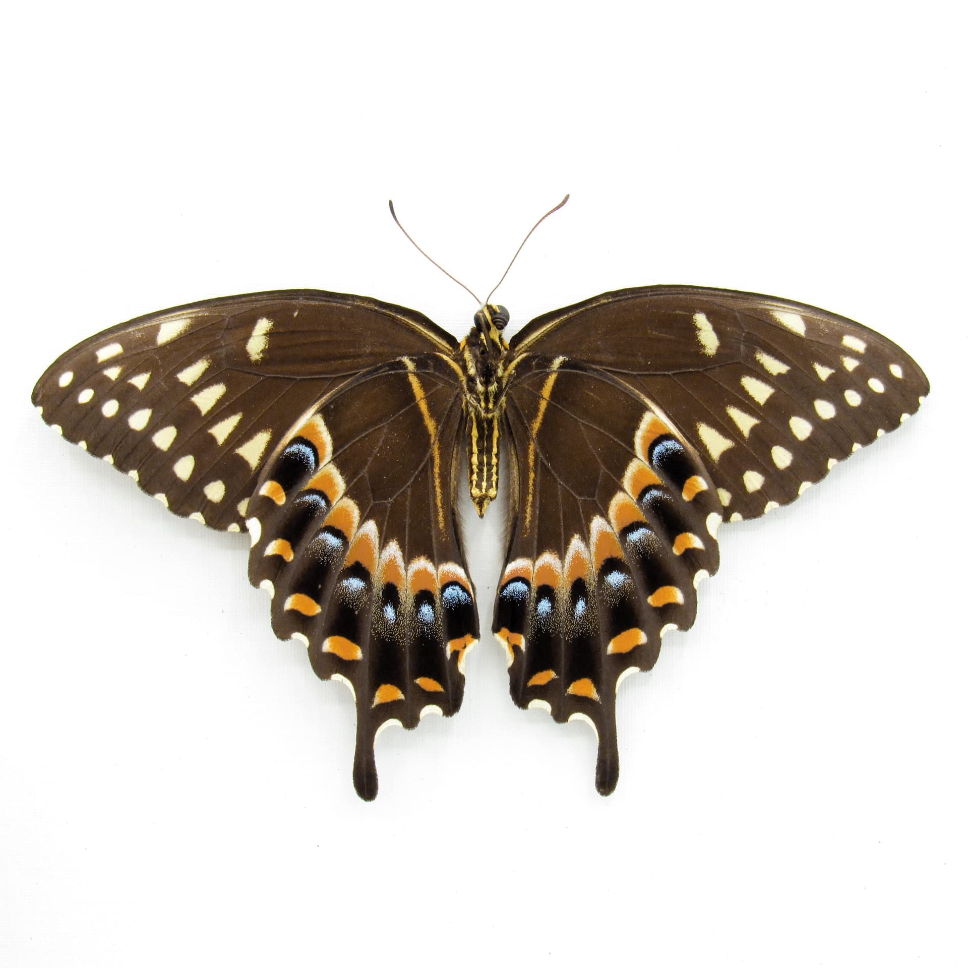 Real Laurel Swallowtail butterfly framed taxidermy - Papilio palamedes - large female - Victorian mount