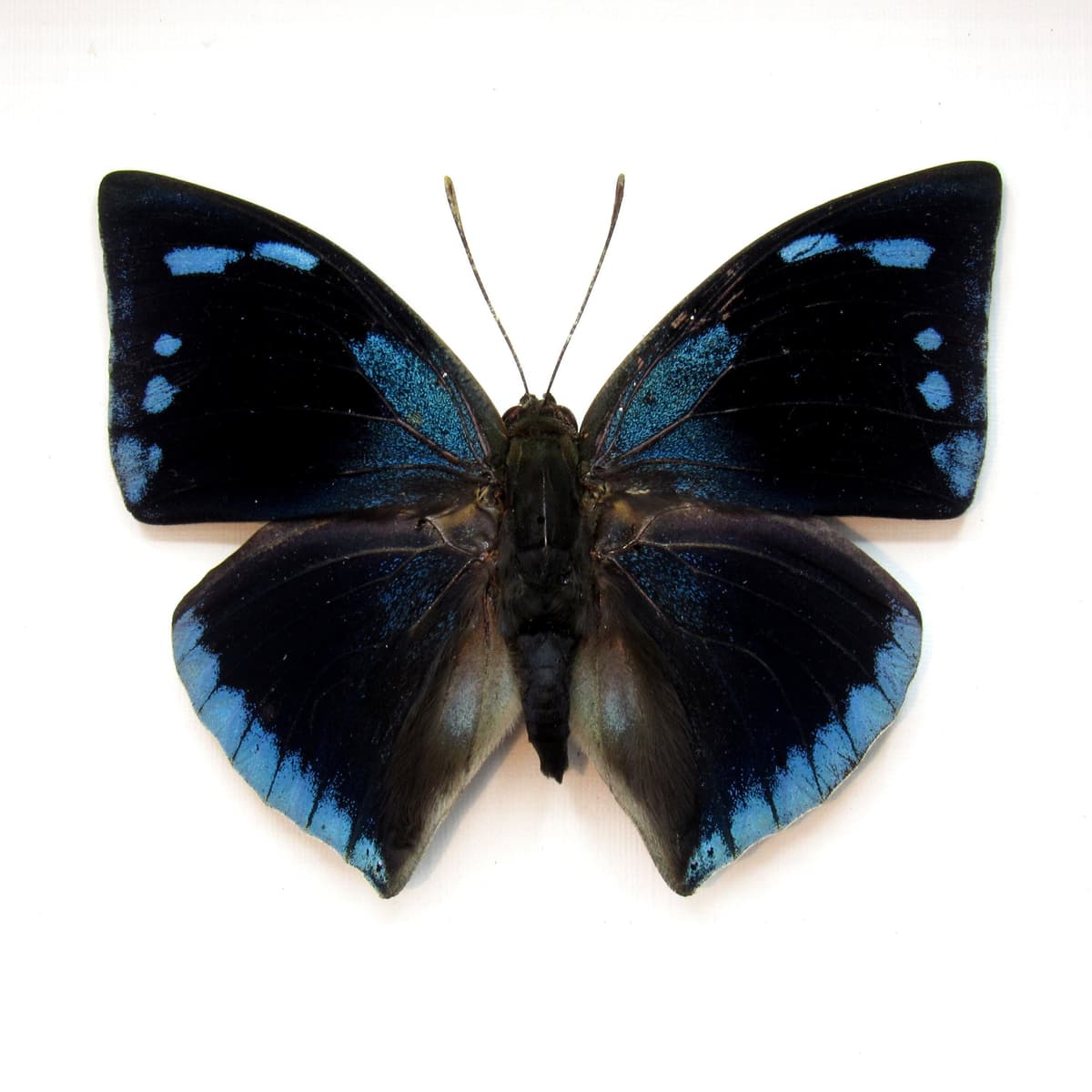Real blue butterfly framed taxidermy - Memphis xenocrates