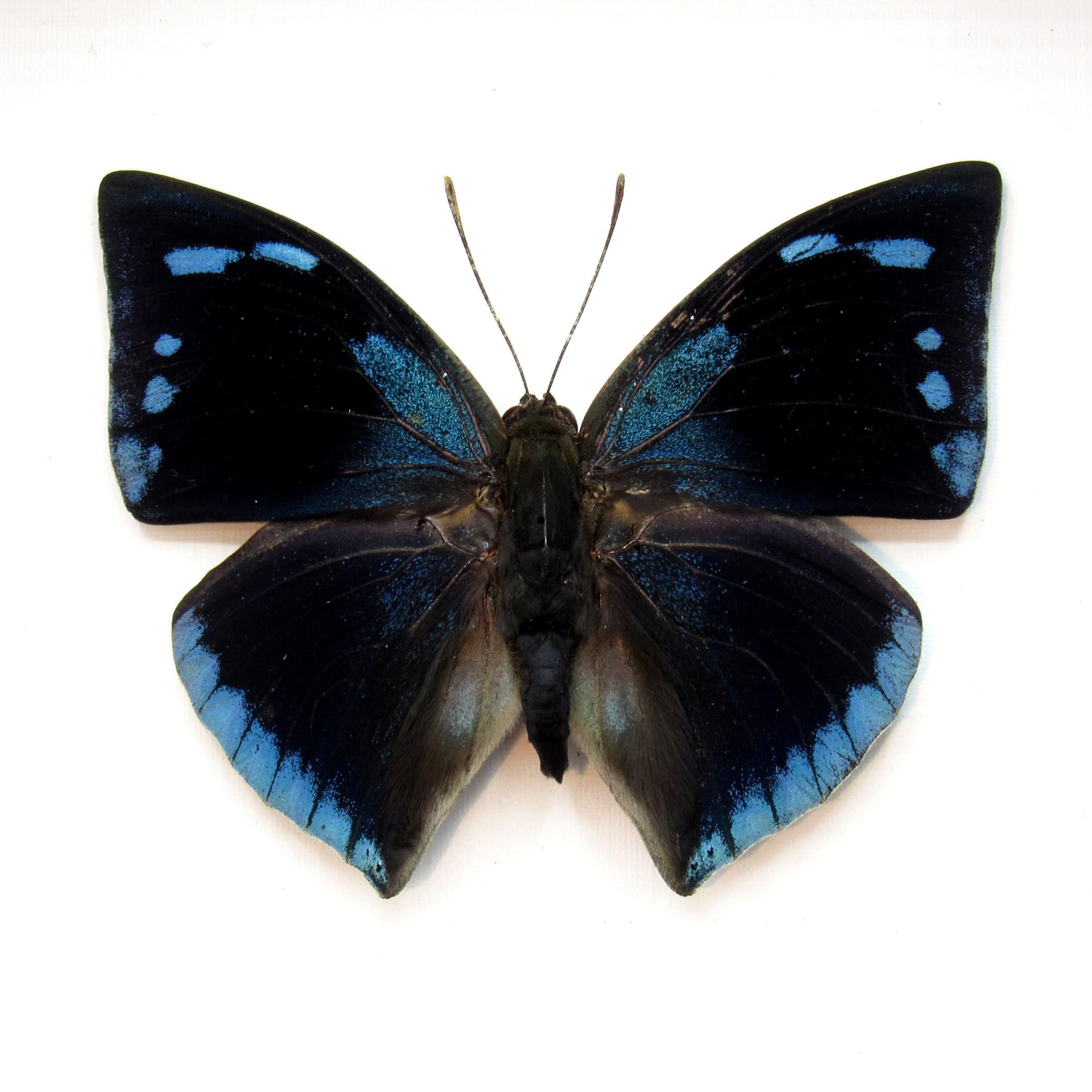 Real blue butterfly framed taxidermy - Memphis xenocrates