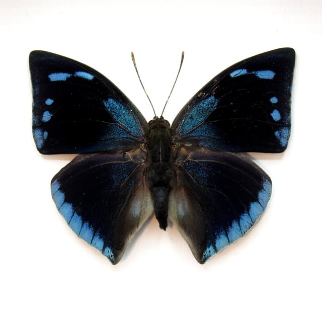 Real blue butterfly framed taxidermy - Memphis xenocrates