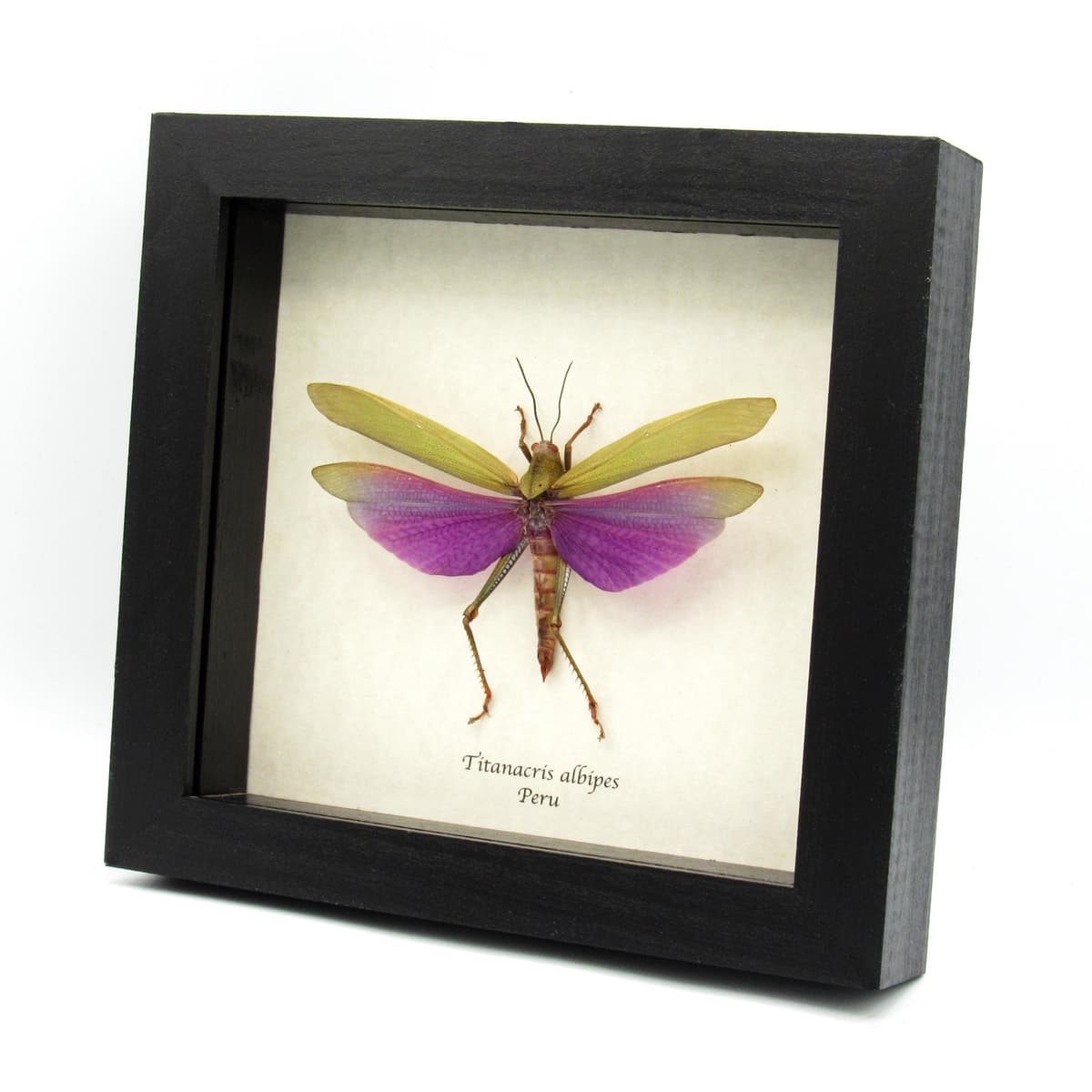 Real large purple grasshopper framed taxidermy - Titanacris albipes