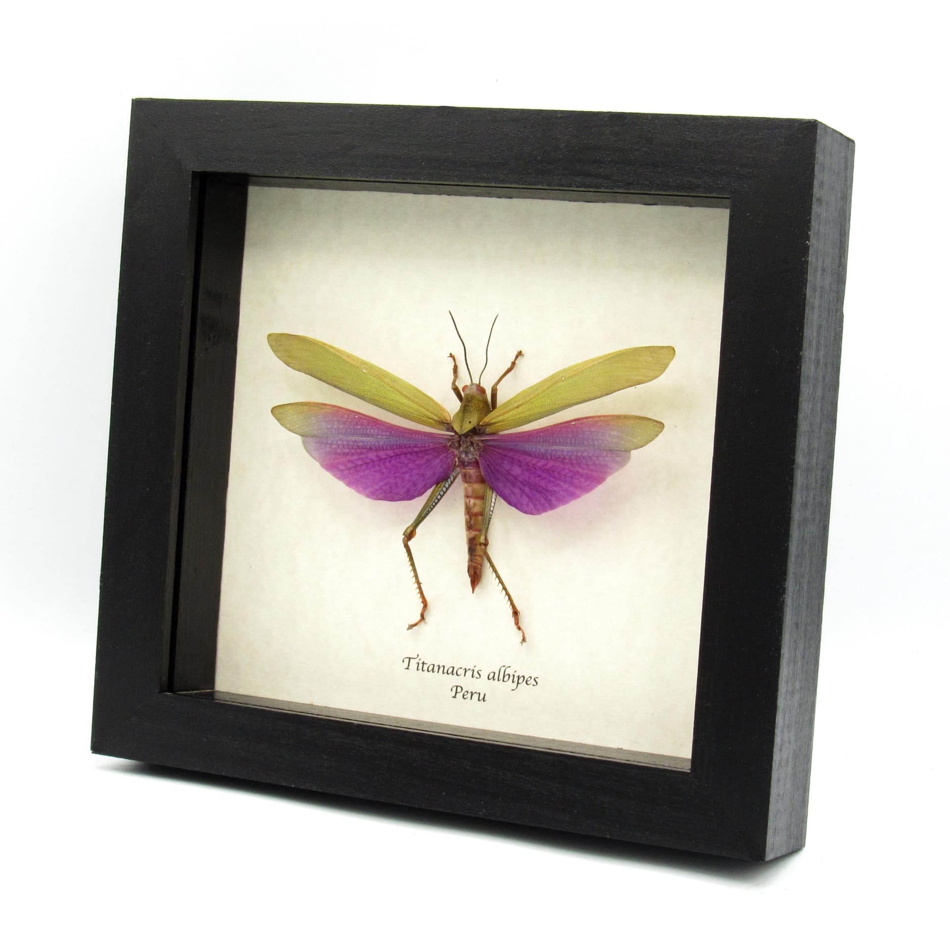 Real large purple grasshopper framed taxidermy - Titanacris albipes