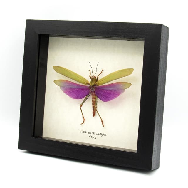 Real large purple grasshopper framed taxidermy - Titanacris albipes