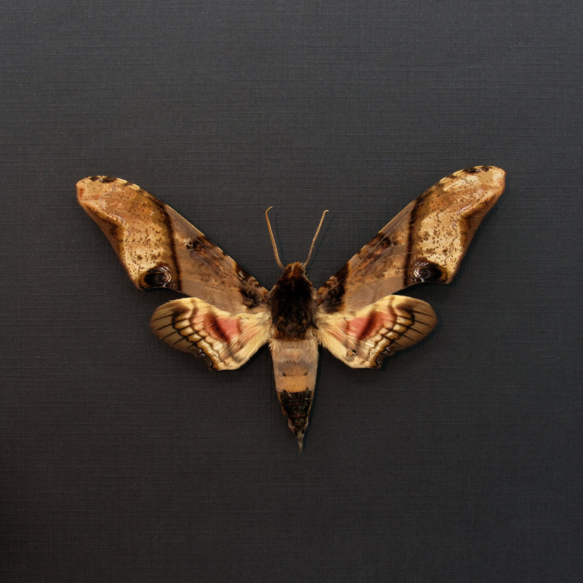 Real XL Mango Hawkmoth framed taxidermy - Amplypterus panopus